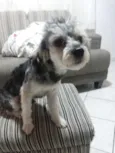 Totô