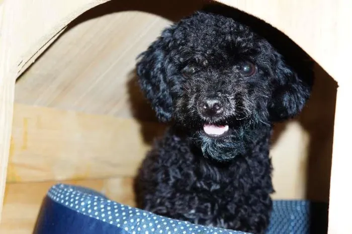 Cachorro ra a Poodle idade 7 a 11 meses nome Neguinha