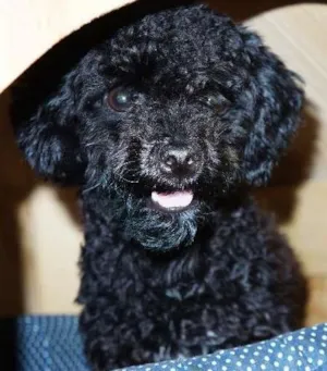 Cachorro raça Poodle idade 7 a 11 meses nome Neguinha