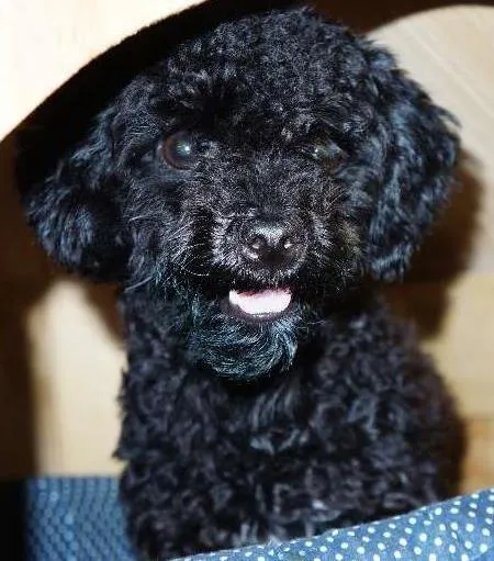 Cachorro ra a Poodle idade 7 a 11 meses nome Neguinha