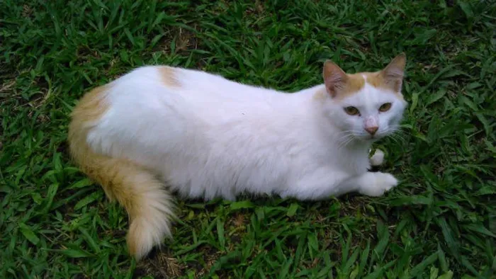 Gato ra a SRD idade 1 ano nome FRITZ