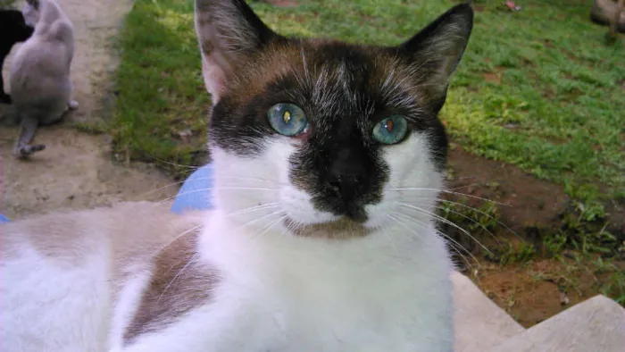 Gato ra a SIAMES idade 2 anos nome SAMUEL