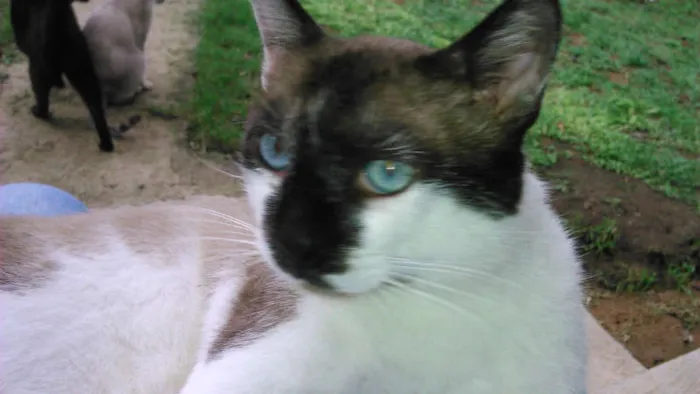 Gato ra a SIAMES idade 2 anos nome SAMUEL