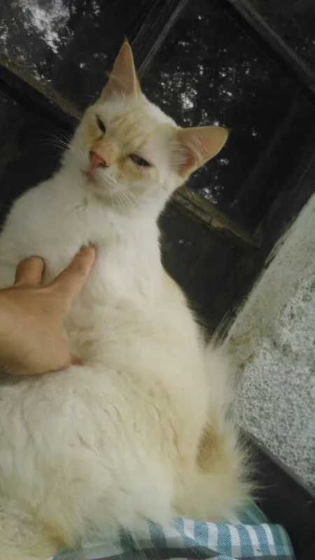 Gato ra a RED POINT idade 1 ano nome HANS