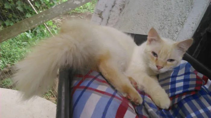Gato ra a RED POINT idade 1 ano nome HANS