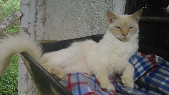 Gato ra a RED POINT idade 1 ano nome HANS