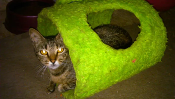 Gato ra a SRD idade 7 a 11 meses nome MUSSARELA