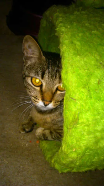Gato ra a SRD idade 7 a 11 meses nome MUSSARELA