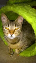 MUSSARELA