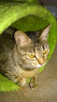 MUSSARELA