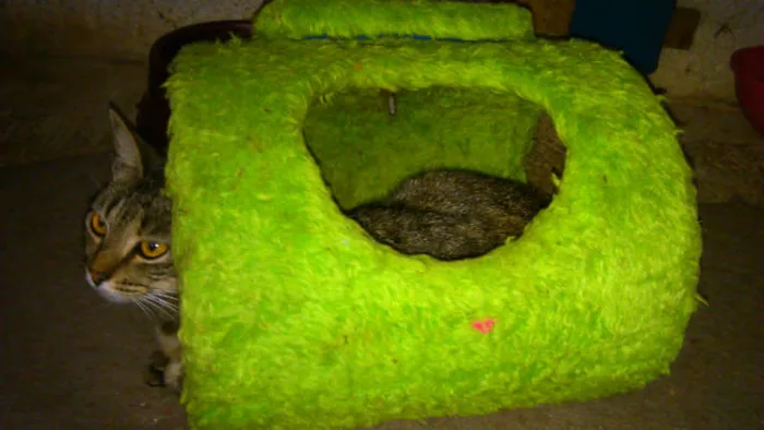 Gato ra a SRD idade 7 a 11 meses nome MUSSARELA
