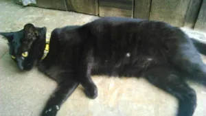 Gato raça SRD idade 7 a 11 meses nome NEGRESCO