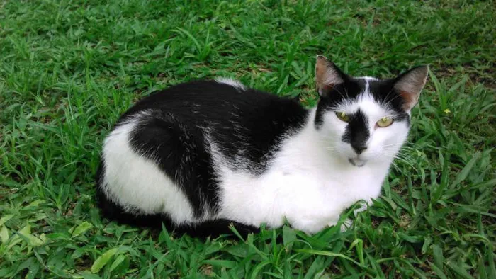Gato ra a SRD idade 1 ano nome JOAQUIM