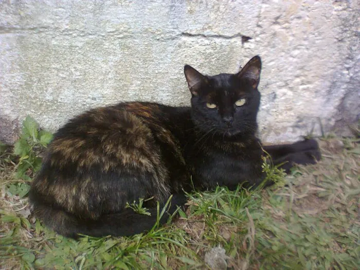 Gato ra a SRD idade 2 anos nome VÊNUS