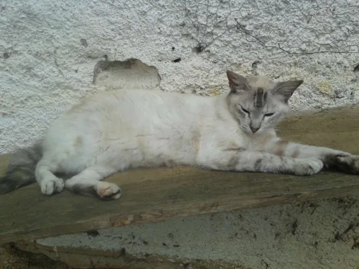 Gato ra a RED POINT idade 2 anos nome LINDINHA