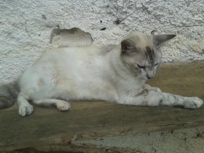 Gato ra a RED POINT idade 2 anos nome LINDINHA