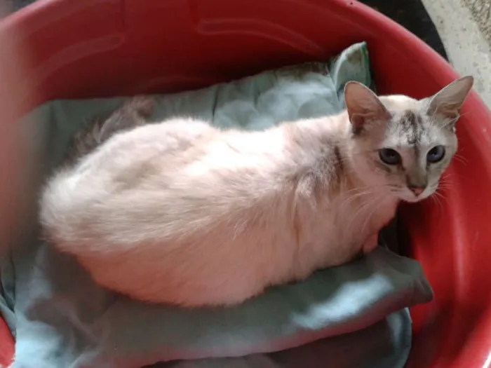 Gato ra a RED POINT idade 2 anos nome LINDINHA
