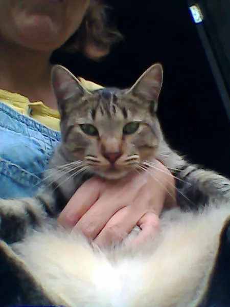 Gato ra a SRD idade 7 a 11 meses nome CHING