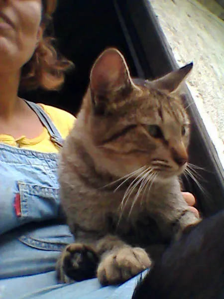 Gato ra a SRD idade 7 a 11 meses nome CHING