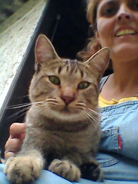 Gato ra a SRD idade 7 a 11 meses nome CHING