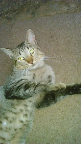 Gato ra a SRD idade 7 a 11 meses nome CHING