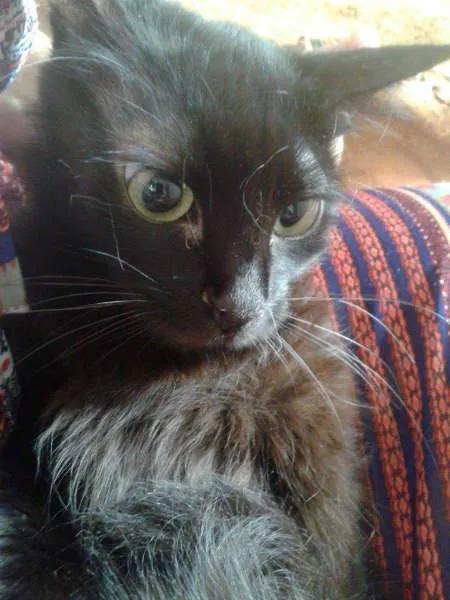 Gato ra a SRD idade 1 ano nome frida