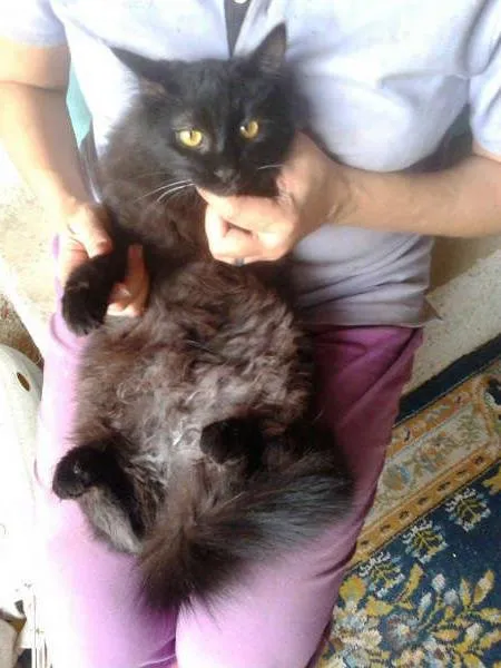 Gato ra a SRD idade 1 ano nome frida