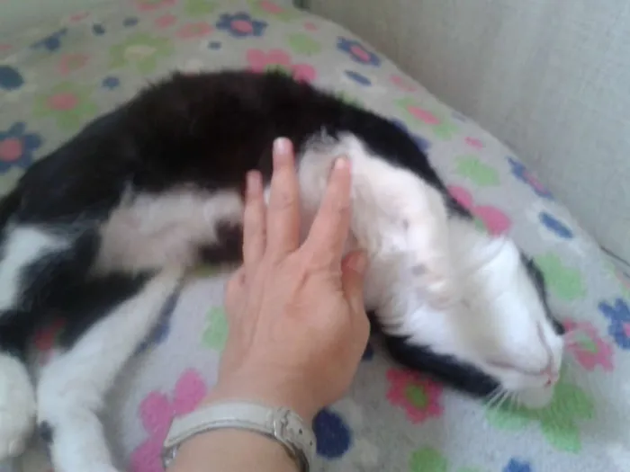 Gato ra a SRD idade 2 a 6 meses nome MAGOO