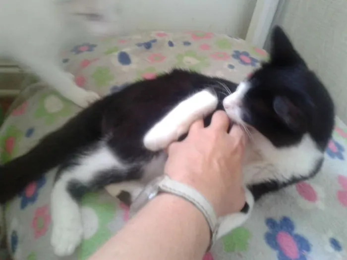 Gato ra a SRD idade 2 a 6 meses nome MAGOO