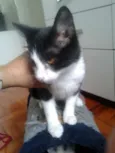 MAGOO