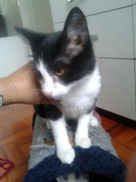 Gato ra a SRD idade 2 a 6 meses nome MAGOO