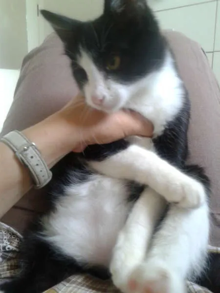 Gato ra a SRD idade 2 a 6 meses nome MAGOO