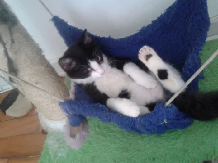 Gato ra a SRD idade 2 a 6 meses nome MAGOO