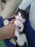 MAGOO