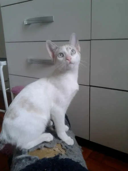 Gato ra a RED POINT idade 2 a 6 meses nome MARILYN