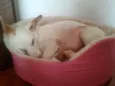 BIANCA