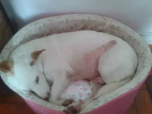 Cachorro raça SRD idade 5 anos nome BIANCA
