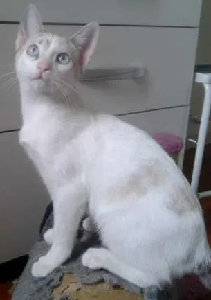 Gato ra a RED POINT idade 2 a 6 meses nome MARILYN
