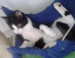 Gato raça SRD idade 2 a 6 meses nome MAGOO