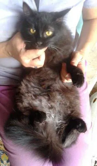 Gato ra a SRD idade 1 ano nome frida