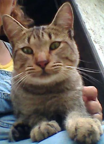 Gato ra a SRD idade 7 a 11 meses nome CHING