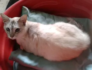 Gato raça RED POINT idade 2 anos nome LINDINHA