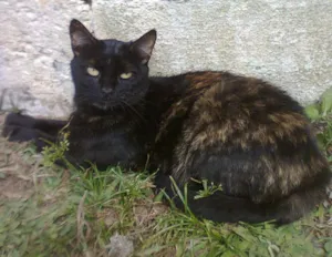 Gato raça SRD idade 2 anos nome VÊNUS
