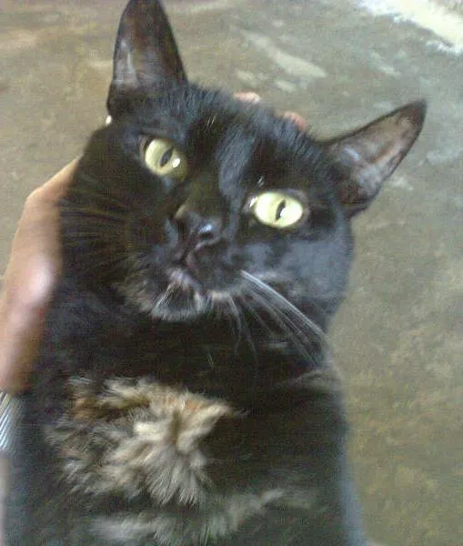 Gato ra a SRD idade 2 anos nome VÊNUS