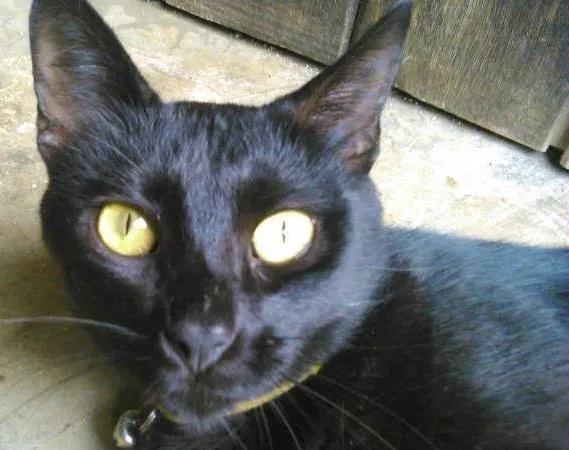 Gato ra a SRD idade 7 a 11 meses nome NEGRESCO