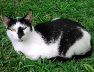 Gato raça SRD idade 1 ano nome JOAQUIM
