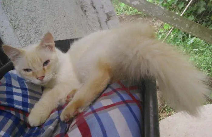 Gato ra a RED POINT idade 1 ano nome HANS