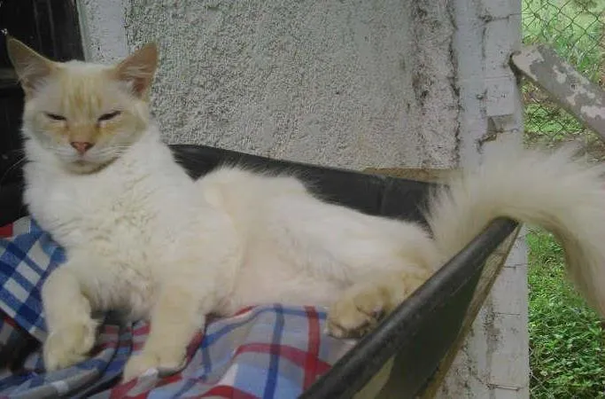 Gato ra a RED POINT idade 1 ano nome HANS