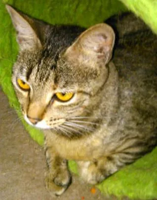 Gato ra a SRD idade 7 a 11 meses nome MUSSARELA