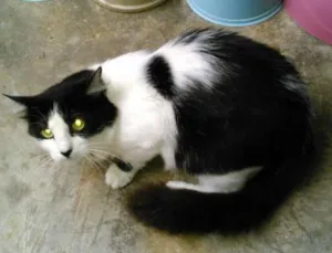 Gato raça SRD idade 1 ano nome LAILA